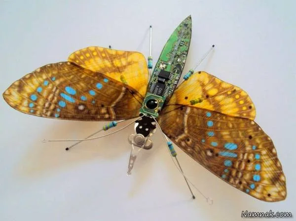 حشرات دوربین دار