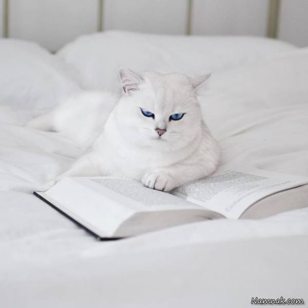 چشم آبی گربه 