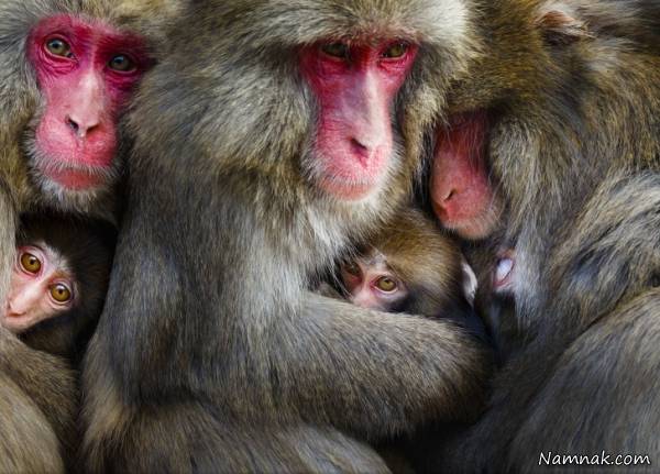 تصویر زیبا میمون ها 