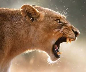 حمله شیر به دختر بچه
