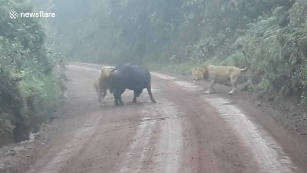 حمله شیرها به بوفالو