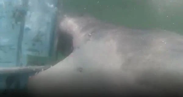 white shark