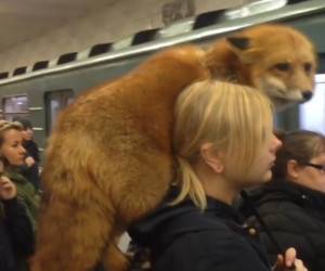 دختر جوان با روباه در مترو