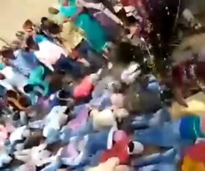 گاوها