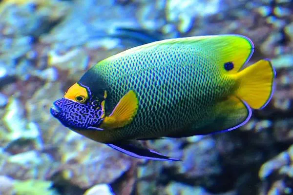 ماهی های آکواریومی