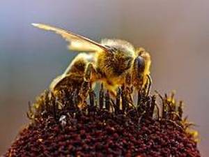 بزرگترین زنبور جهان