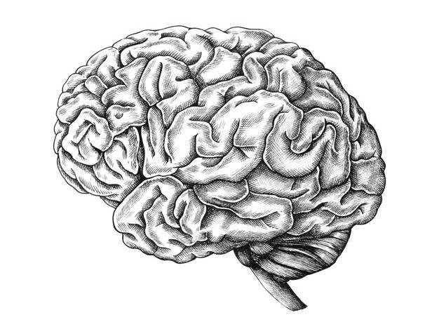 آناتومی مغز انسان