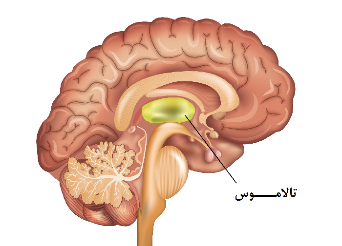 تالاموس مغز