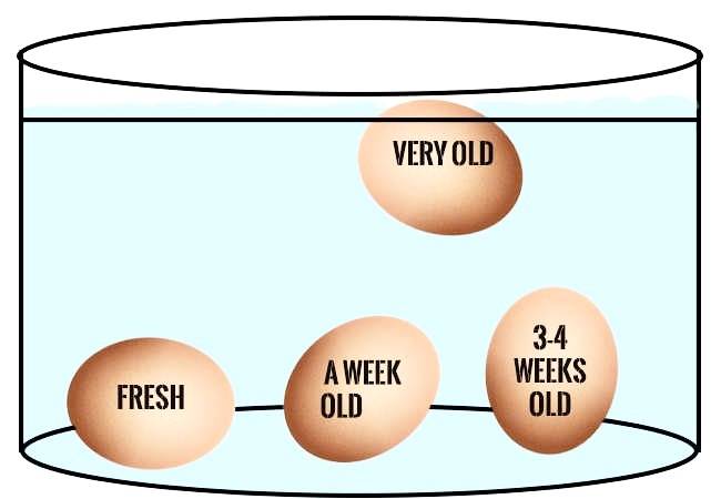 تشخیص سن تخم مرغ