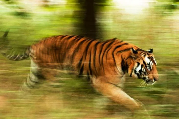 تکنیک panning