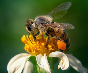 حقایقی درباره زنبور