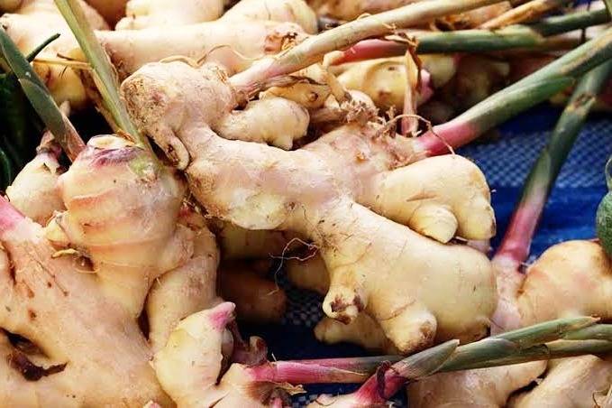 پرورش زنجبیل ارگانیک پرورش زنجبیل
