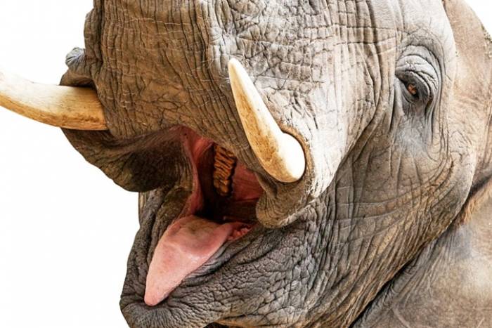دندان های فیل