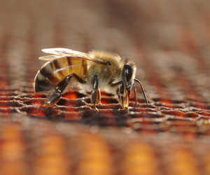 فواید زنبور عسل