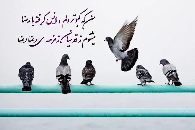 کارت پستال امام رضا