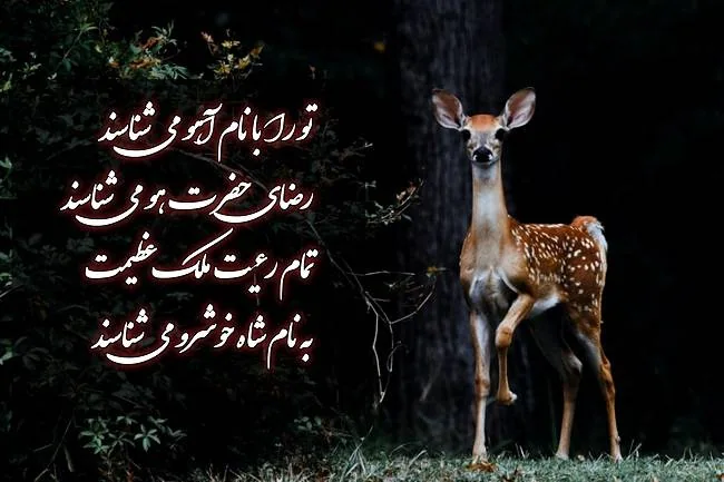 ولادت امام رضا