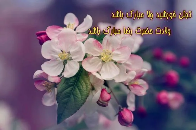 متن ولادت امام رضا