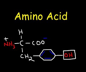 آمینو اسید