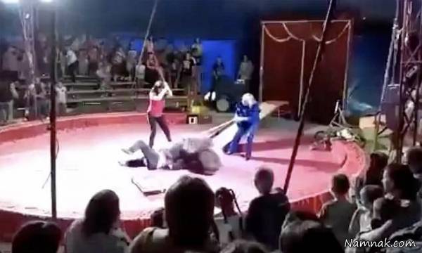 حمله خرس به مربی