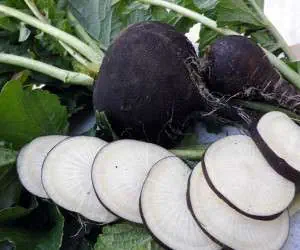 ترب سیاه