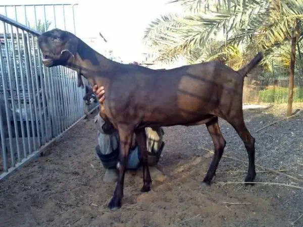 بز بسیار عجیب 