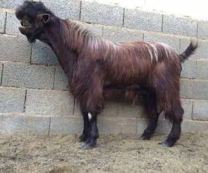 بز عجیب