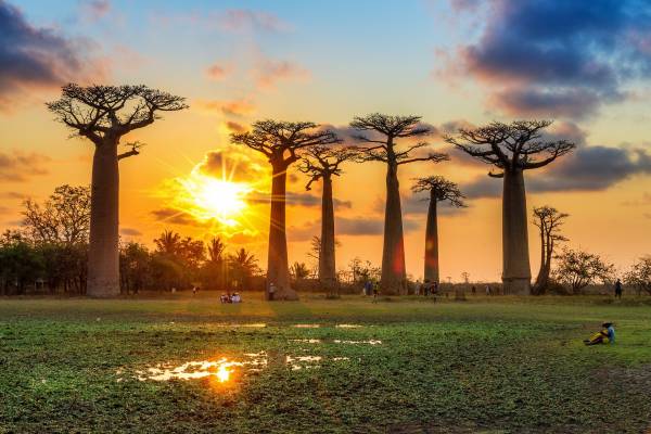درخت های آفریقا