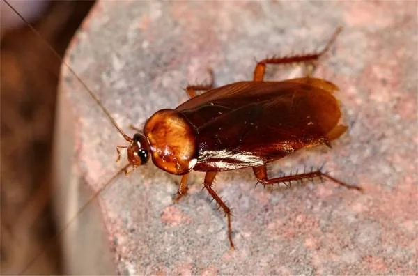 cockroaches