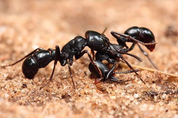 روش دفع کردن مورچه ها 