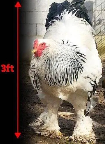 مرغی غول پیکر و بسیار عجیب 