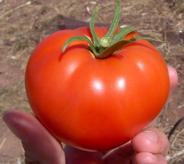 فواید گوجه برای پوست 