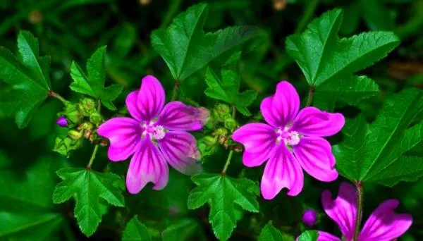 پنیرک برای کلیه 