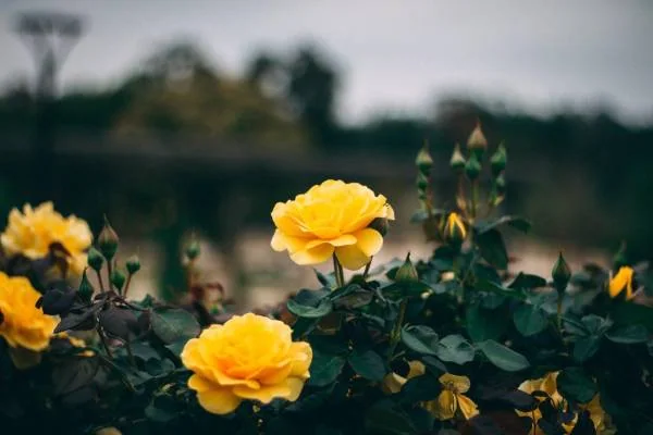 عکس پروفایل