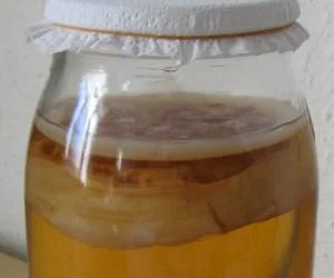 فواید و خواص کامبوجا