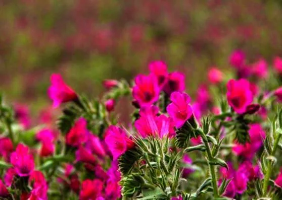 خوردن گل گاو زبان