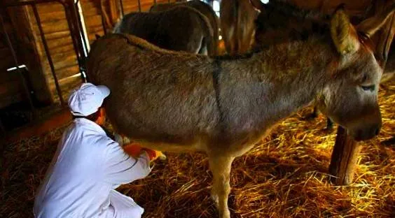 شیر الاغ 