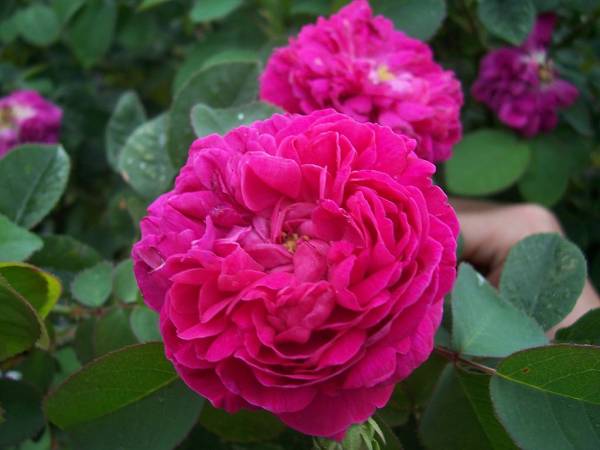 گل محمدی چه خواصی برای پوست دارد؟ گل محمدی برای یبوست