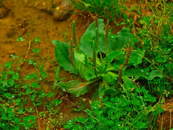 خواص بارهنگ برای سلامتی 