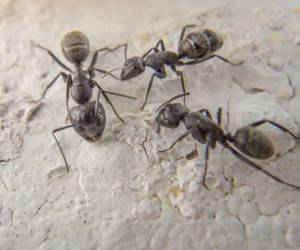 ترافیک مورچه ها