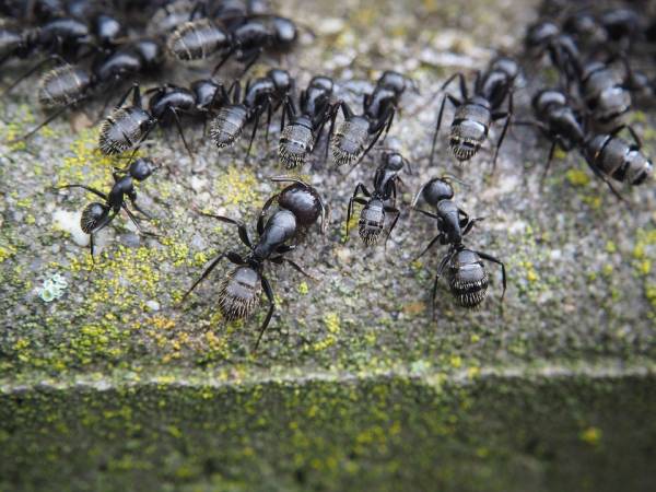 راه پیمایی مورچه ها 