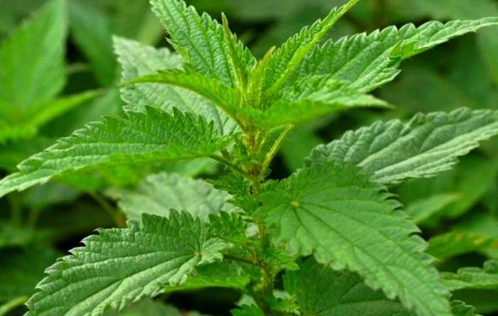 چای گزنه