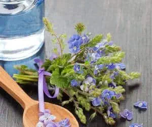 خواص عرق کاسنی