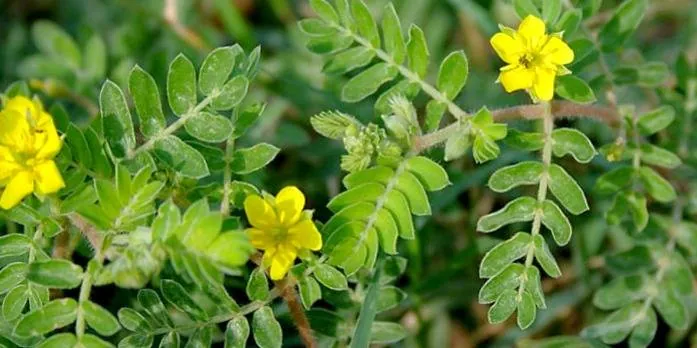 خارخاسک برای اگزما