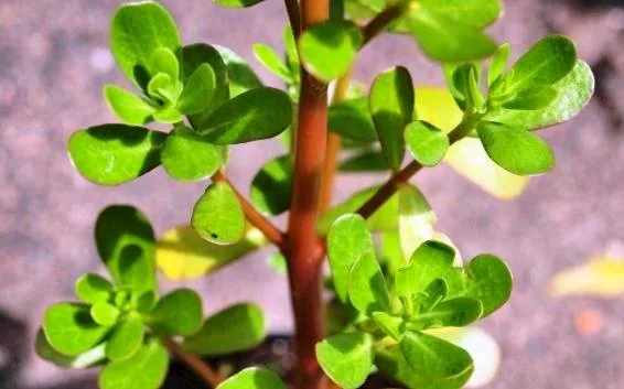 عوارض گیاه خرفه