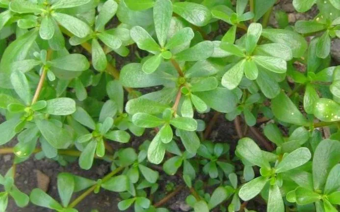 برگ گیاه خرفه