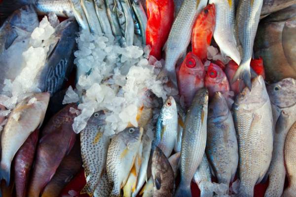 مصرف ماهی پرورشی