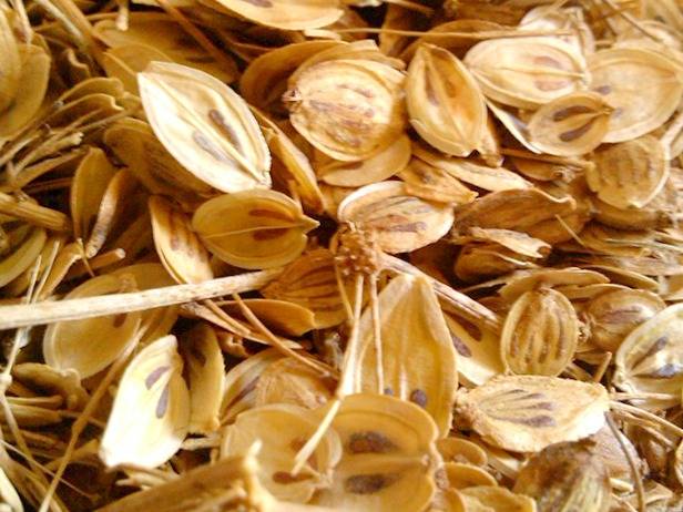 گلپر برای لاغری