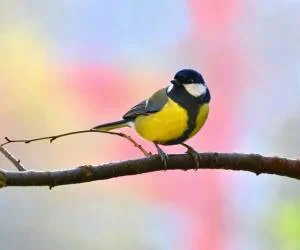 آواز خواندن پرندگان