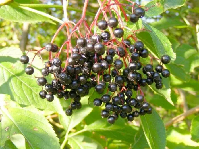 خاصیت آقطی