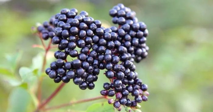 فواید آقطی